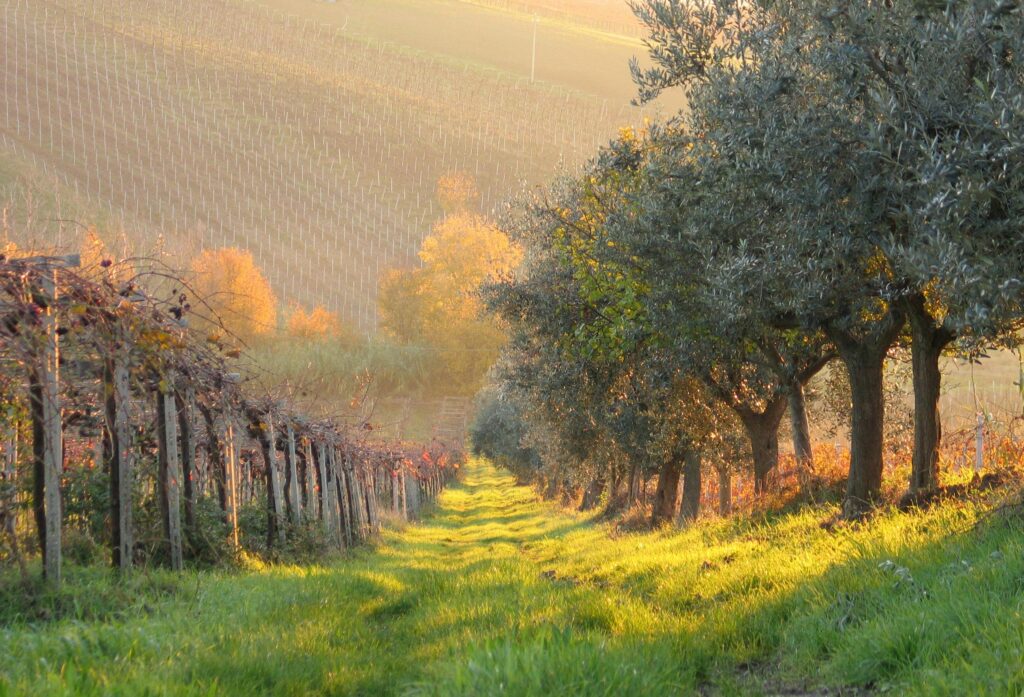 Beautiful vineyard and olive grove landscape at dawn, showcasing autumn colors and rural tranquility.